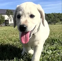 Marshmellow Light blue Collar, a female Labrador Retriever for sale in Lafayette, IN – 5 of 9