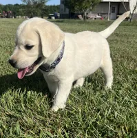 Sarge, a male Labrador Retriever for sale in Lafayette, IN – 6 of 6