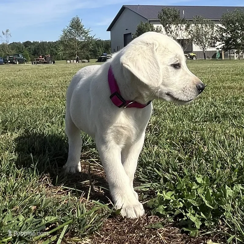 Snow White Dark Pink Colar – Labrador Retriever puppy for sale in Lafayette, IN