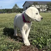 Snow White Dark Pink Colar, a female Labrador Retriever for sale in Lafayette, IN – 1 of 8