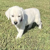 Snow White Dark Pink Colar, a female Labrador Retriever for sale in Lafayette, IN – 6 of 8