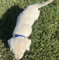 Duke, a male Labrador Retriever for sale in Lafayette, IN – 6 of 7