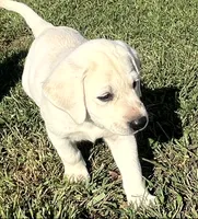 Marshmellow Light blue Collar, a female Labrador Retriever for sale in Lafayette, IN – 3 of 9