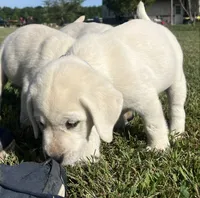 Duke, a male Labrador Retriever for sale in Lafayette, IN – 4 of 7