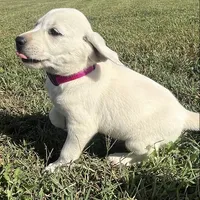 Snow White Dark Pink Colar, a female Labrador Retriever for sale in Lafayette, IN – 7 of 8