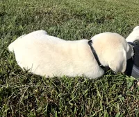 Bear, a male Labrador Retriever for sale in Lafayette, IN – 5 of 6