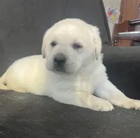 Sport, a male Labrador Retriever for sale in Lafayette, IN – Photo 4 of 6
