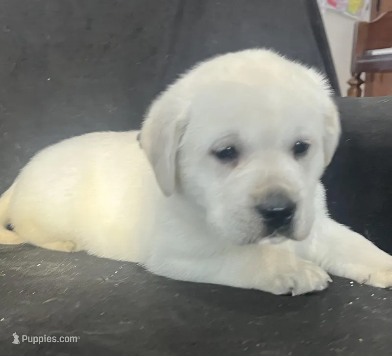 Sport, a male Labrador Retriever for sale in Lafayette, IN – Photo 1 of 6