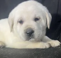 Sport, a male Labrador Retriever for sale in Lafayette, IN – Photo 2 of 6