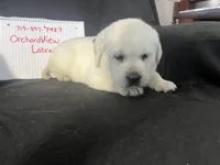 Sport, a male Labrador Retriever for sale in Lafayette, IN – Photo 6 of 6