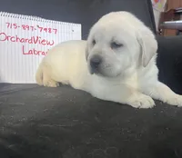 Sport, a male Labrador Retriever for sale in Lafayette, IN – Photo 5 of 6