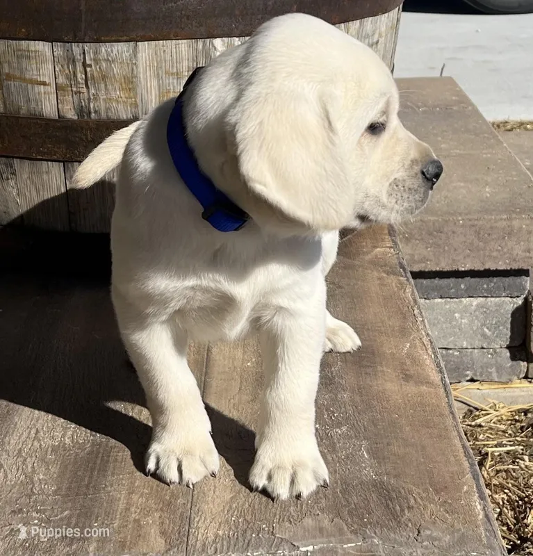 Sport – Labrador Retriever puppy for sale in Lafayette, IN