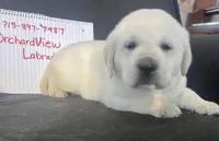 Sport, a male Labrador Retriever for sale in Lafayette, IN – Photo 3 of 6