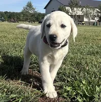 Snow White Dark Pink Colar, a female Labrador Retriever for sale in Lafayette, IN – 4 of 8