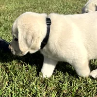 Bear, a male Labrador Retriever for sale in Lafayette, IN – 6 of 6