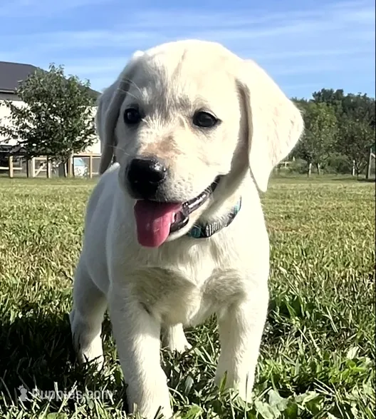 Marshmellow Light blue Collar – Labrador Retriever puppy for sale in Lafayette, IN