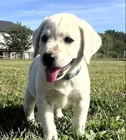 Marshmellow Light blue Collar, a female Labrador Retriever for sale in Lafayette, IN – 1 of 9