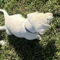 Sarge, a male Labrador Retriever for sale in Lafayette, IN – 5 of 6