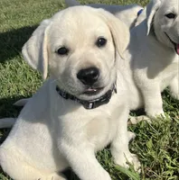 Sarge, a male Labrador Retriever for sale in Lafayette, IN – 3 of 6