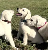 Marshmellow Light blue Collar, a female Labrador Retriever for sale in Lafayette, IN – 8 of 9