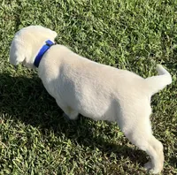 Duke, a male Labrador Retriever for sale in Lafayette, IN – 5 of 7