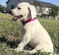Snow White Dark Pink Colar, a female Labrador Retriever for sale in Lafayette, IN – 5 of 8