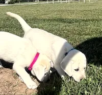 Marshmellow Light blue Collar, a female Labrador Retriever for sale in Lafayette, IN – 9 of 9