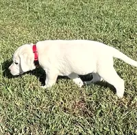 Sport, a male Labrador Retriever for sale in Lafayette, IN – 1 of 6