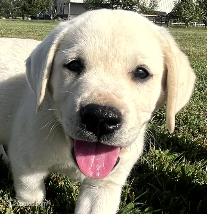 Bear – Labrador Retriever puppy for sale in Lafayette, IN