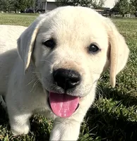 Bear, a male Labrador Retriever for sale in Lafayette, IN – 1 of 6