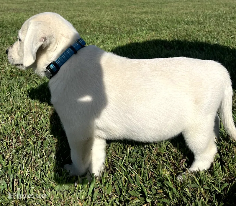 Marshmellow Light blue Collar – Labrador Retriever puppy for sale in Lafayette, IN