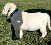 Marshmellow Light blue Collar, a female Labrador Retriever for sale in Lafayette, IN – 4 of 9