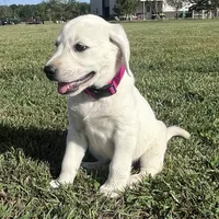 Snow White Dark Pink Colar, a female Labrador Retriever for sale in Lafayette, IN – 3 of 8