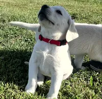 Sport, a male Labrador Retriever for sale in Lafayette, IN – 3 of 6