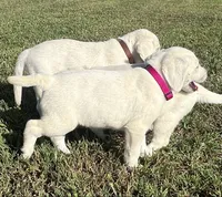 Snow White Dark Pink Colar, a female Labrador Retriever for sale in Lafayette, IN – 8 of 8