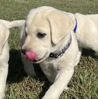 Sarge, a male Labrador Retriever for sale in Lafayette, IN – 2 of 6