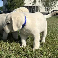 Duke, a male Labrador Retriever for sale in Lafayette, IN – 3 of 7