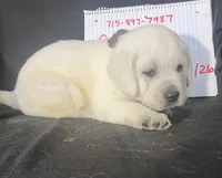 Bear, a male Labrador Retriever for sale in Lafayette, IN – Photo 3 of 5