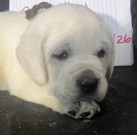 Bear, a male Labrador Retriever for sale in Lafayette, IN – Photo 2 of 5