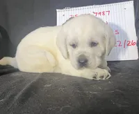 Bear, a male Labrador Retriever for sale in Lafayette, IN – Photo 5 of 5