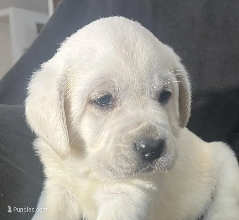 Bear, a male Labrador Retriever for sale in Lafayette, IN – Photo 1 of 5