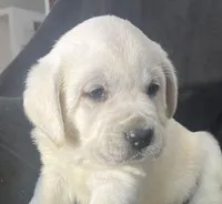 Bear, a male Labrador Retriever for sale in Lafayette, IN – Photo 1 of 5
