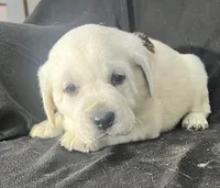 Bear, a male Labrador Retriever for sale in Lafayette, IN – Photo 4 of 5