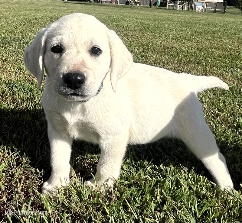 Marshmellow Light blue Collar – Labrador Retriever puppy for sale in Lafayette, IN