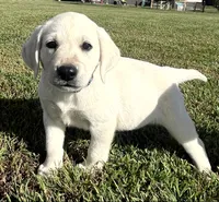 Marshmellow Light blue Collar, a female Labrador Retriever for sale in Lafayette, IN – 2 of 9