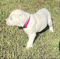 Snow White Dark Pink Colar, a female Labrador Retriever for sale in Lafayette, IN – 2 of 8