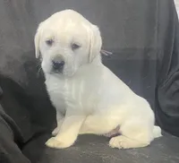 Rita, a female Labrador Retriever for sale in Lafayette, IN – Photo 5 of 5