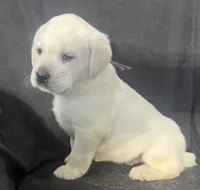 Rita, a female Labrador Retriever for sale in Lafayette, IN – Photo 4 of 5