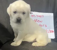 Rita, a female Labrador Retriever for sale in Lafayette, IN – Photo 3 of 5