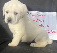Rita, a female Labrador Retriever for sale in Lafayette, IN – Photo 2 of 5